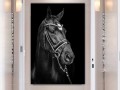 конь на черном фоне - постер Изображение 2