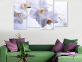 роса на белой орхидеи Изображение 2